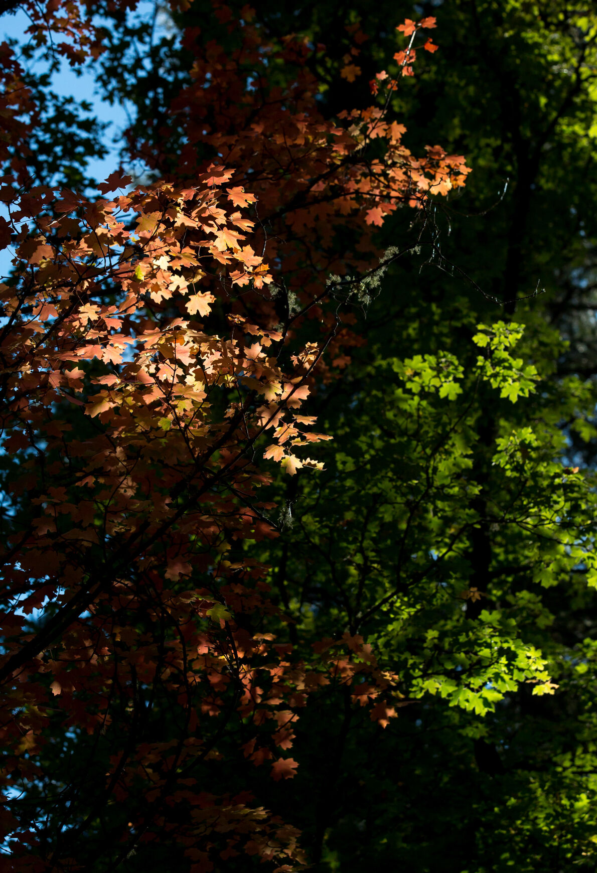 Fall colors